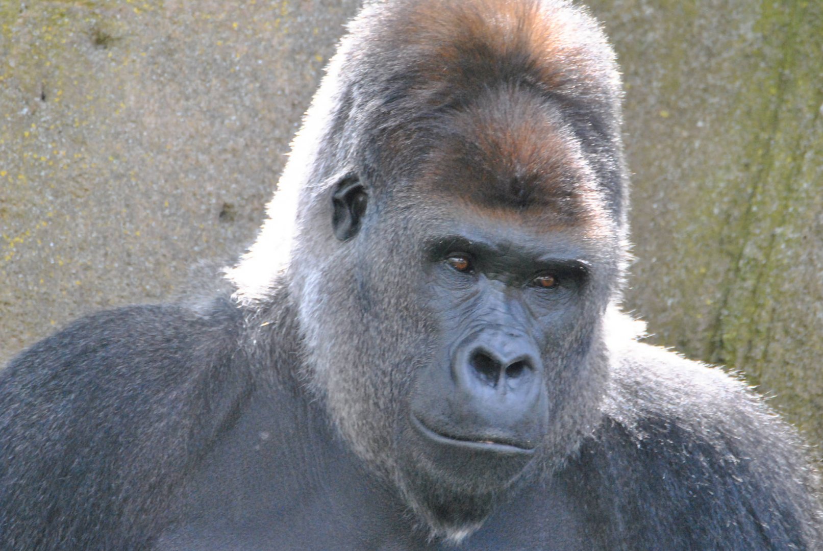 Western lowland gorilla (Gorilla gorilla gorilla)