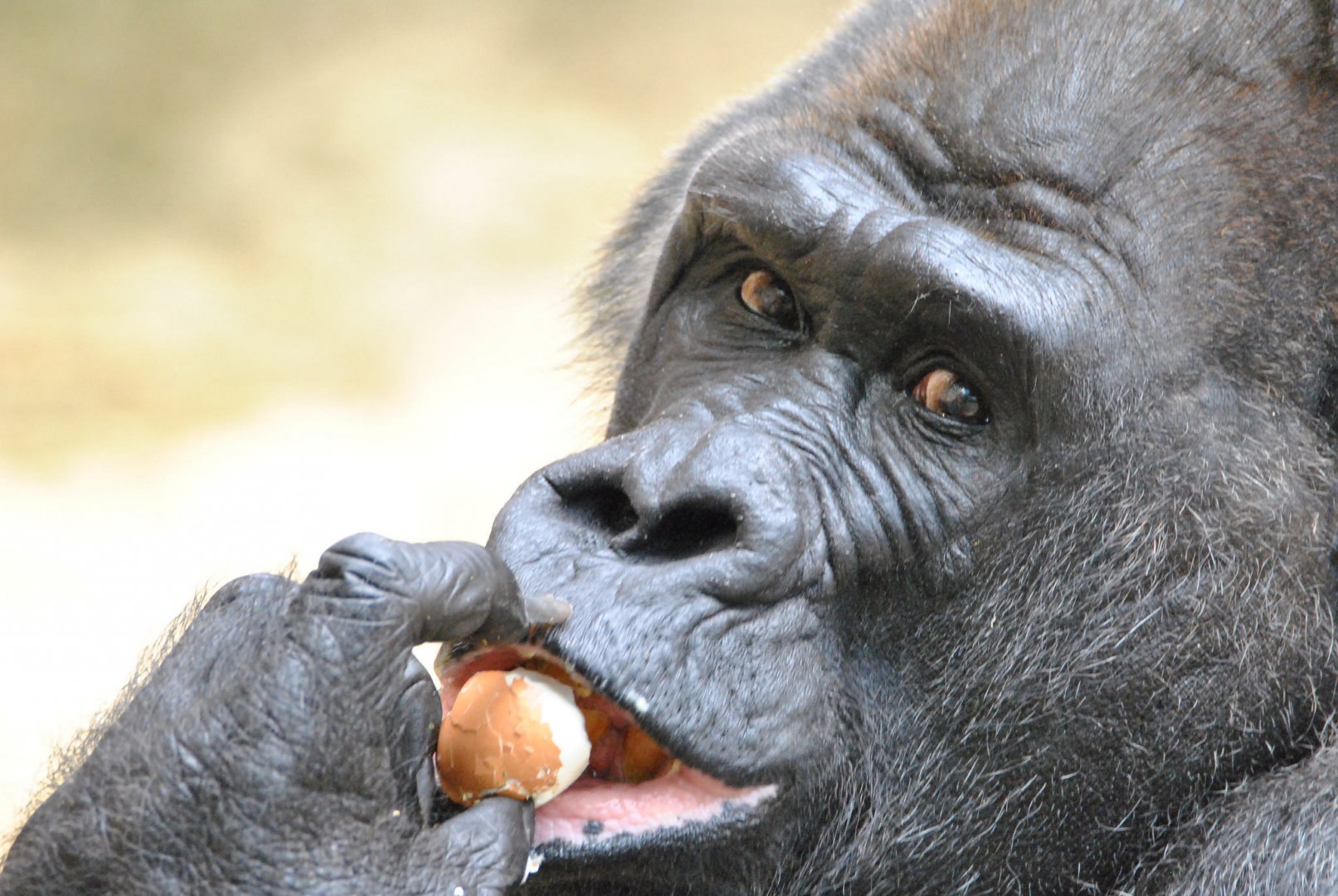Western lowland gorilla (Gorilla gorilla gorilla)