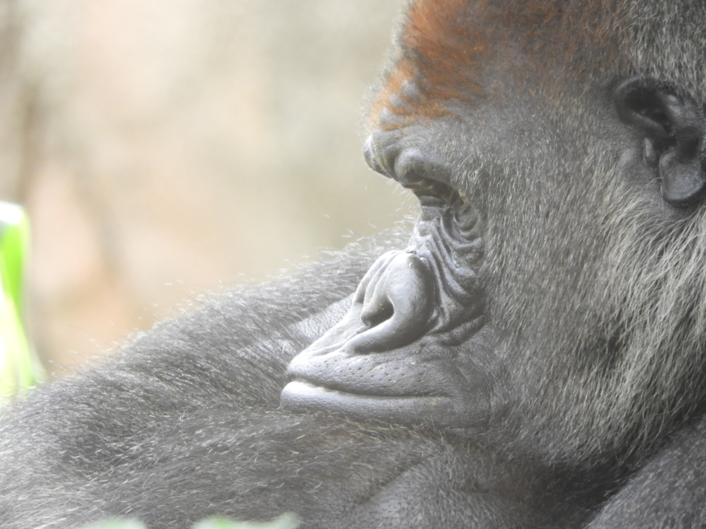 Western Lowland Gorilla (Gorilla gorilla gorilla)