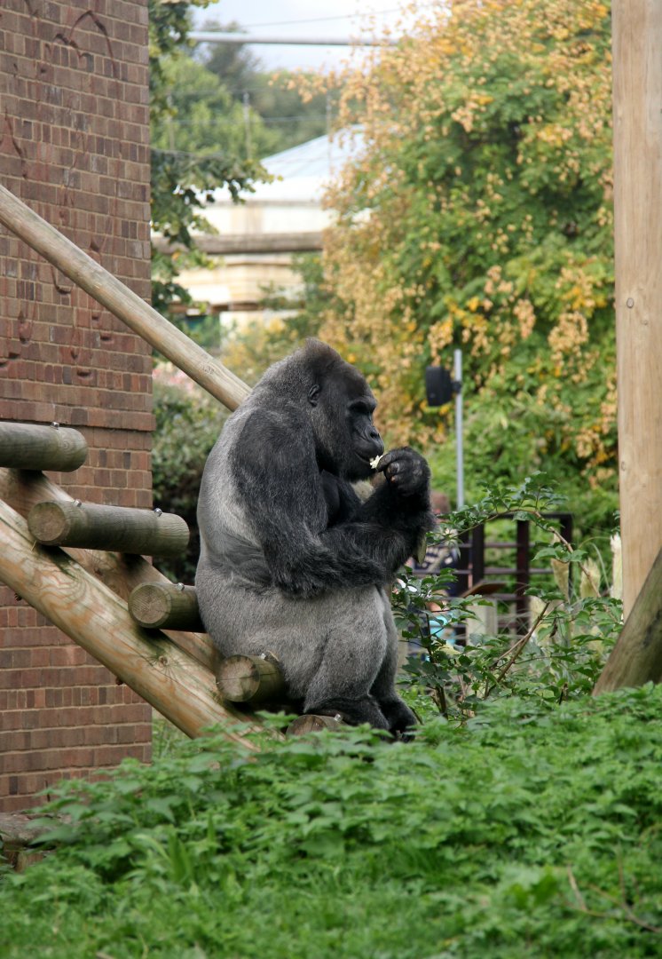 western lowland gorilla (Gorilla gorilla gorilla)