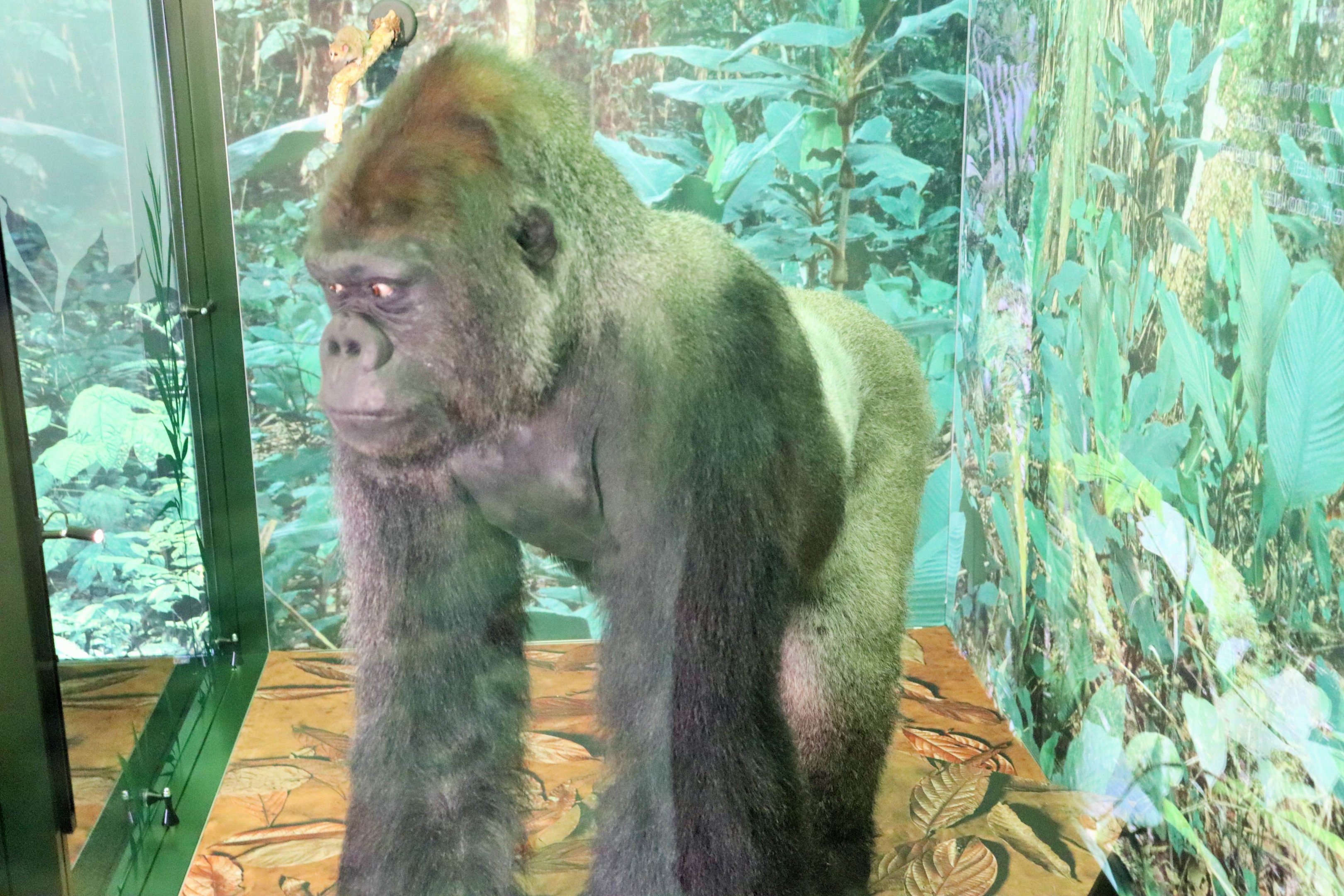 Western Lowland Gorilla (Gorilla gorilla gorilla)