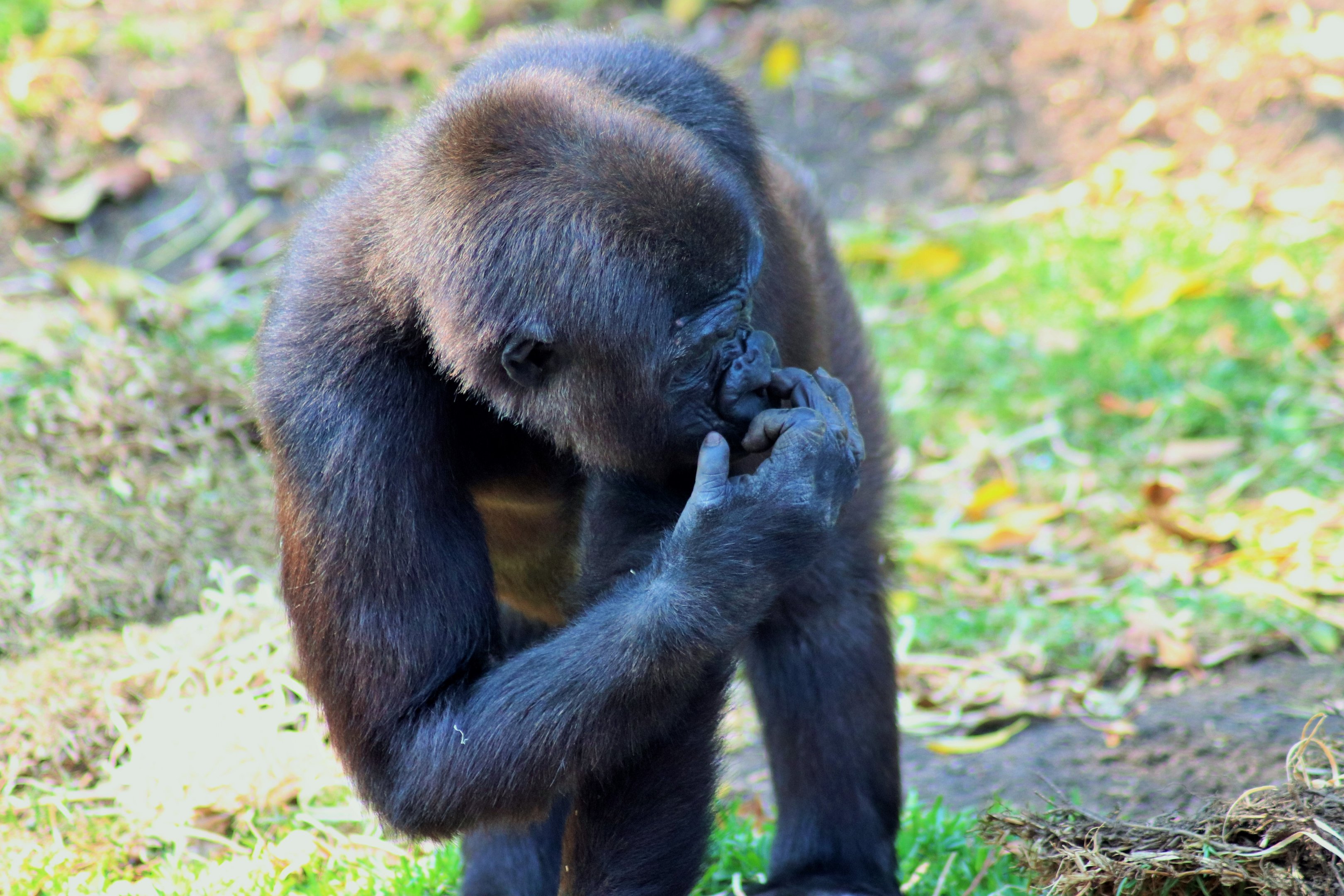 Western Lowland Gorilla (Gorilla gorilla gorilla)