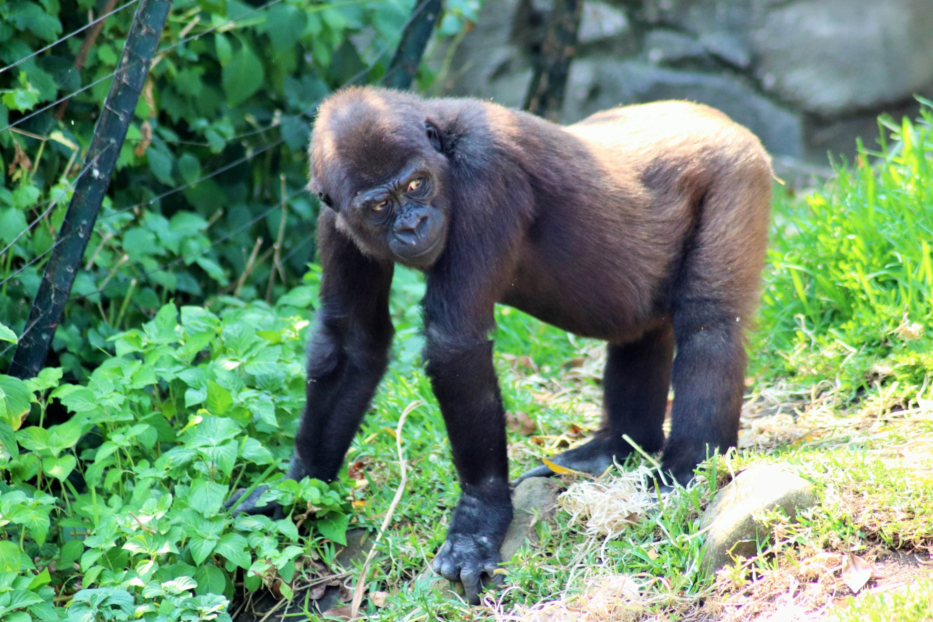 Western Lowland Gorilla (Gorilla gorilla gorilla)