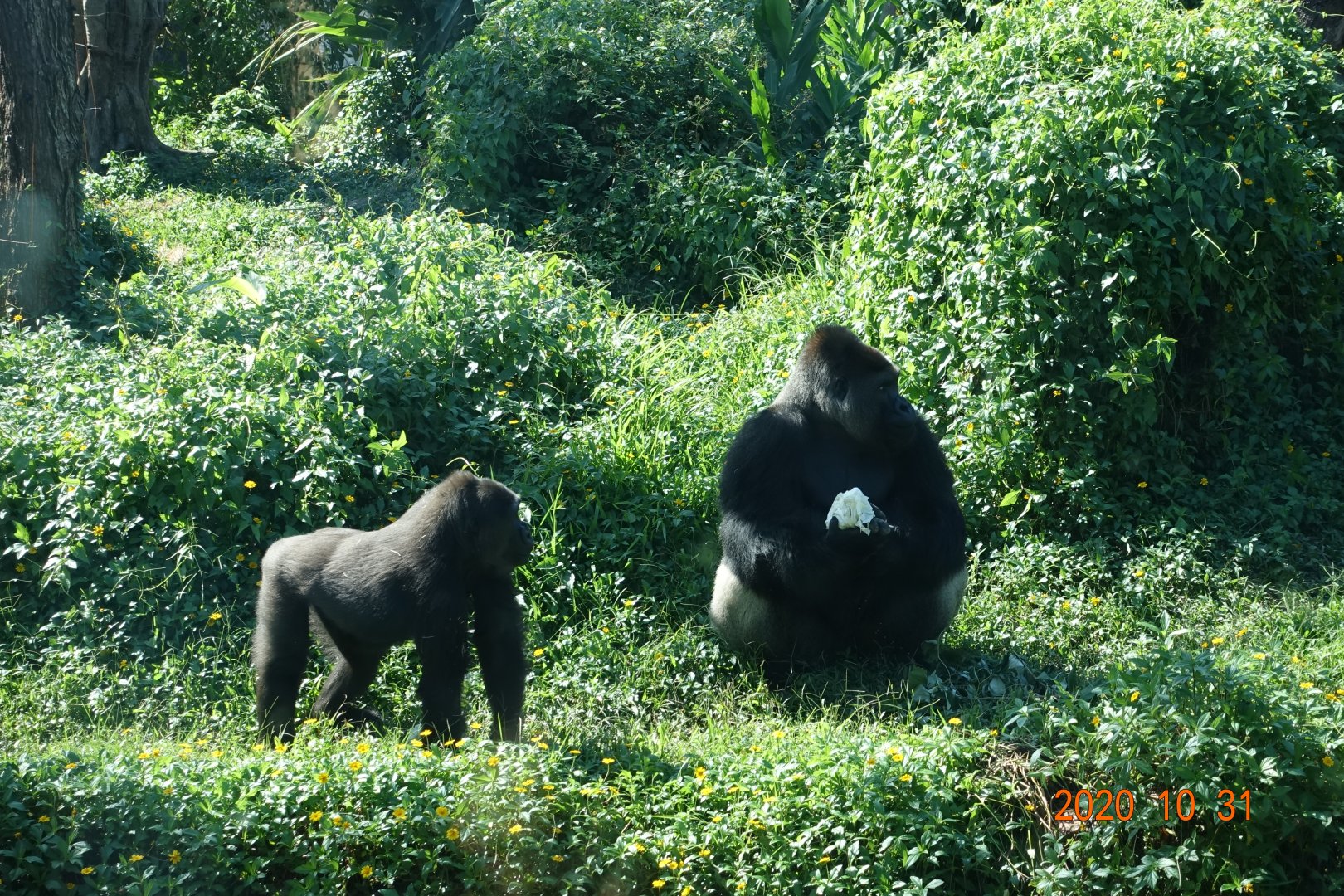 Western Lowland Gorilla (Gorilla gorilla gorilla)