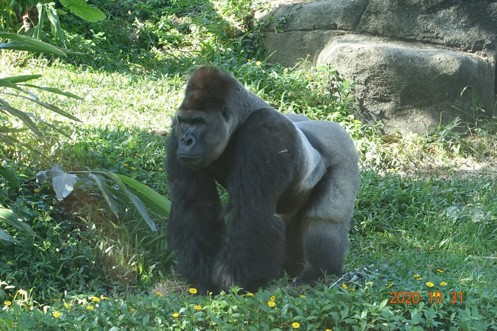 Western Lowland Gorilla (Gorilla gorilla gorilla)