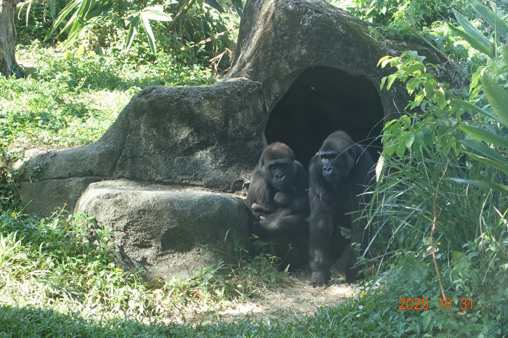 Western Lowland Gorilla (Gorilla gorilla gorilla)