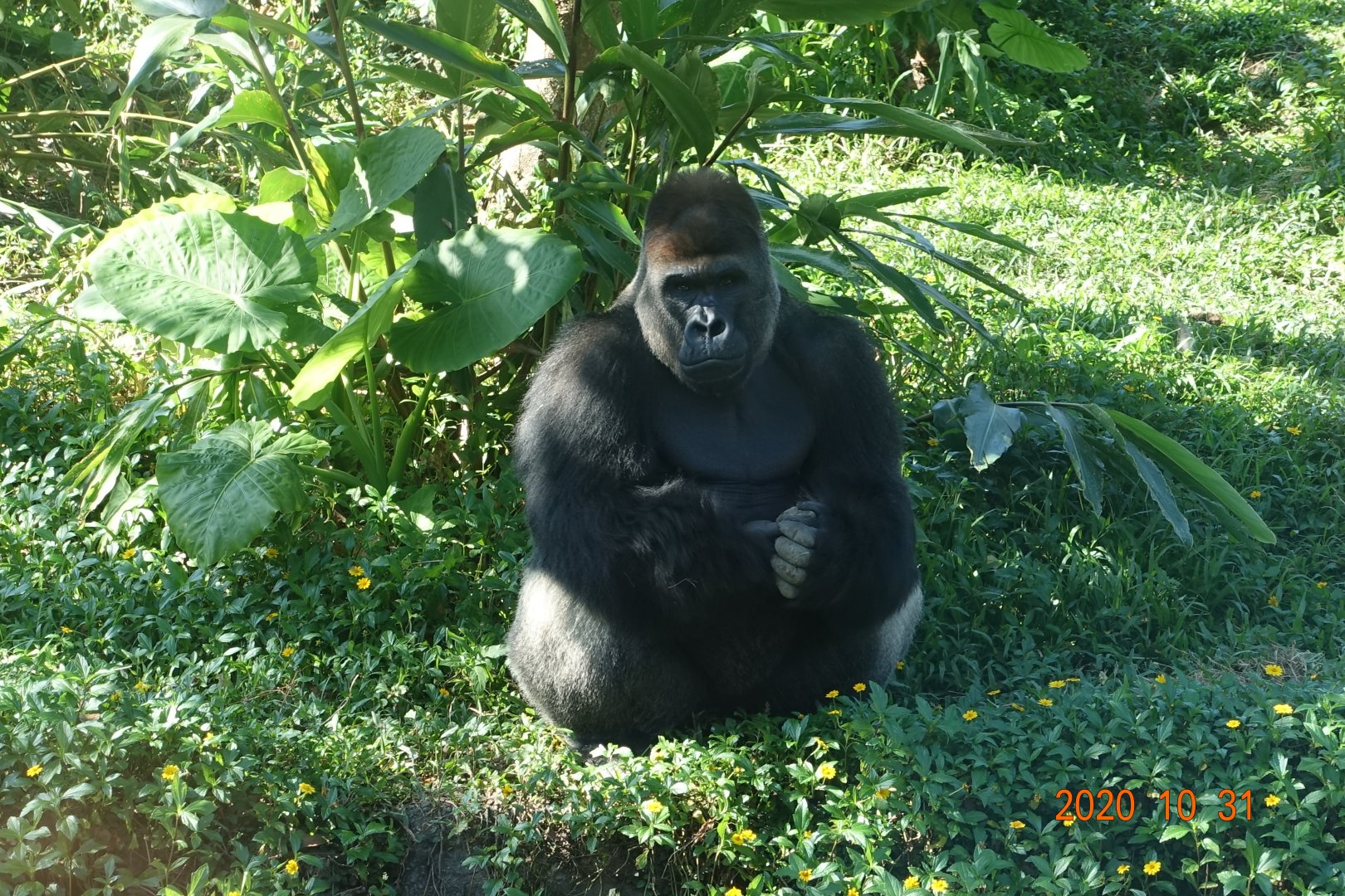 Western Lowland Gorilla (Gorilla gorilla gorilla)
