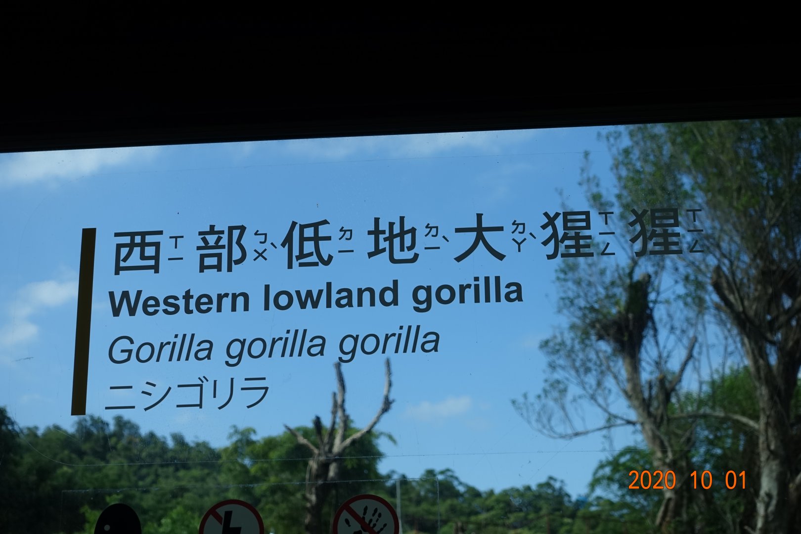 Western Lowland Gorilla (Gorilla gorilla gorilla)