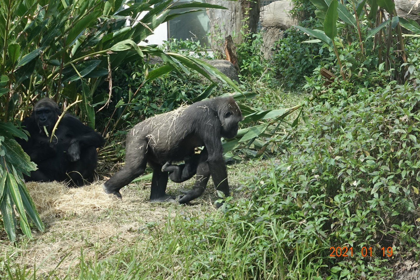 Western Lowland Gorilla (Gorilla gorilla gorilla)