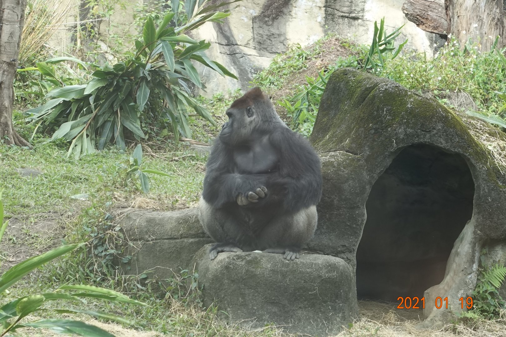 Western Lowland Gorilla (Gorilla gorilla gorilla)