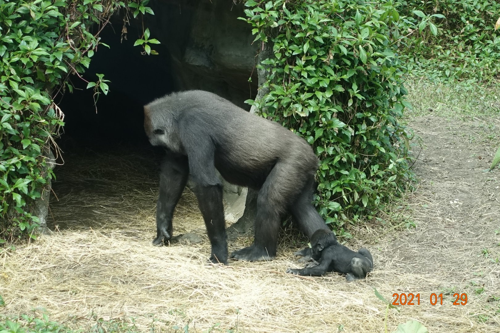 Western Lowland Gorilla (Gorilla gorilla gorilla)
