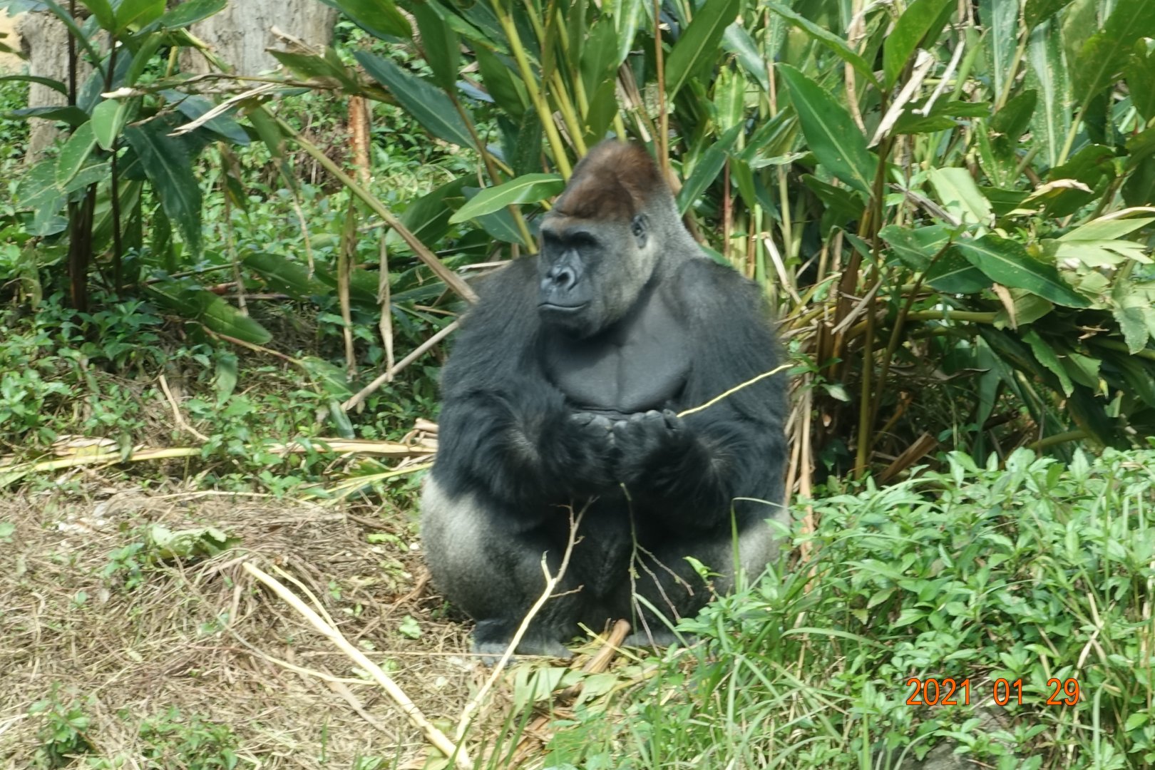 Western Lowland Gorilla (Gorilla gorilla gorilla)