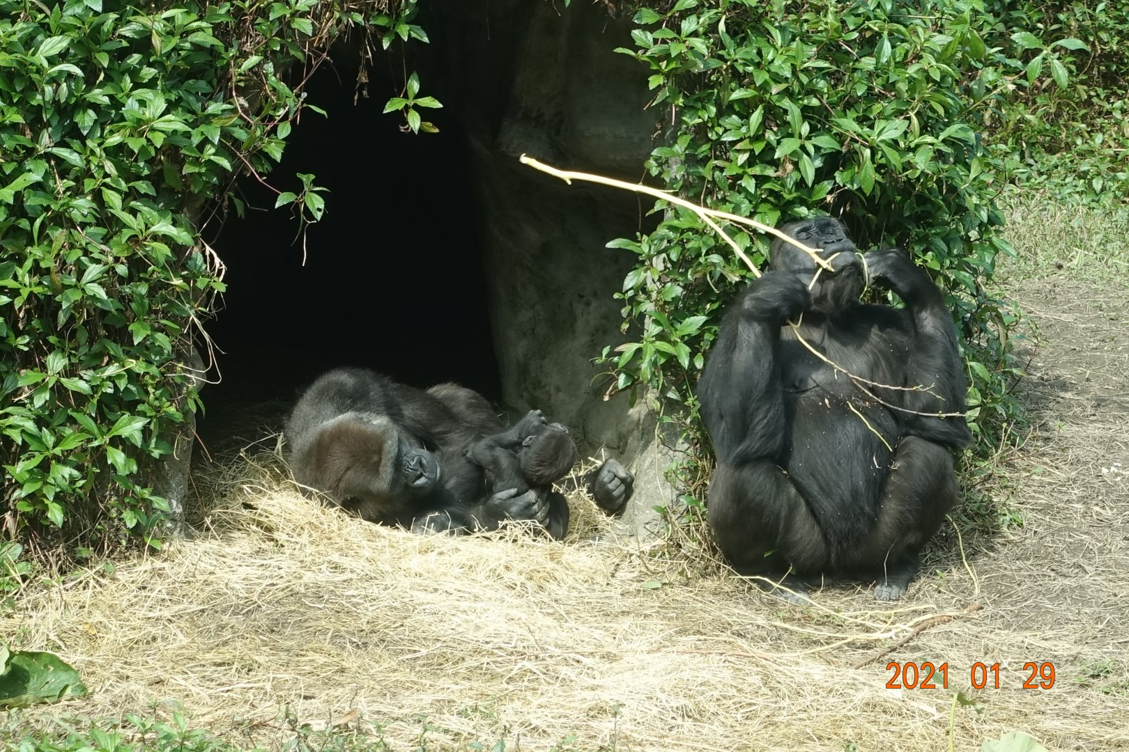 Western Lowland Gorilla (Gorilla gorilla gorilla)