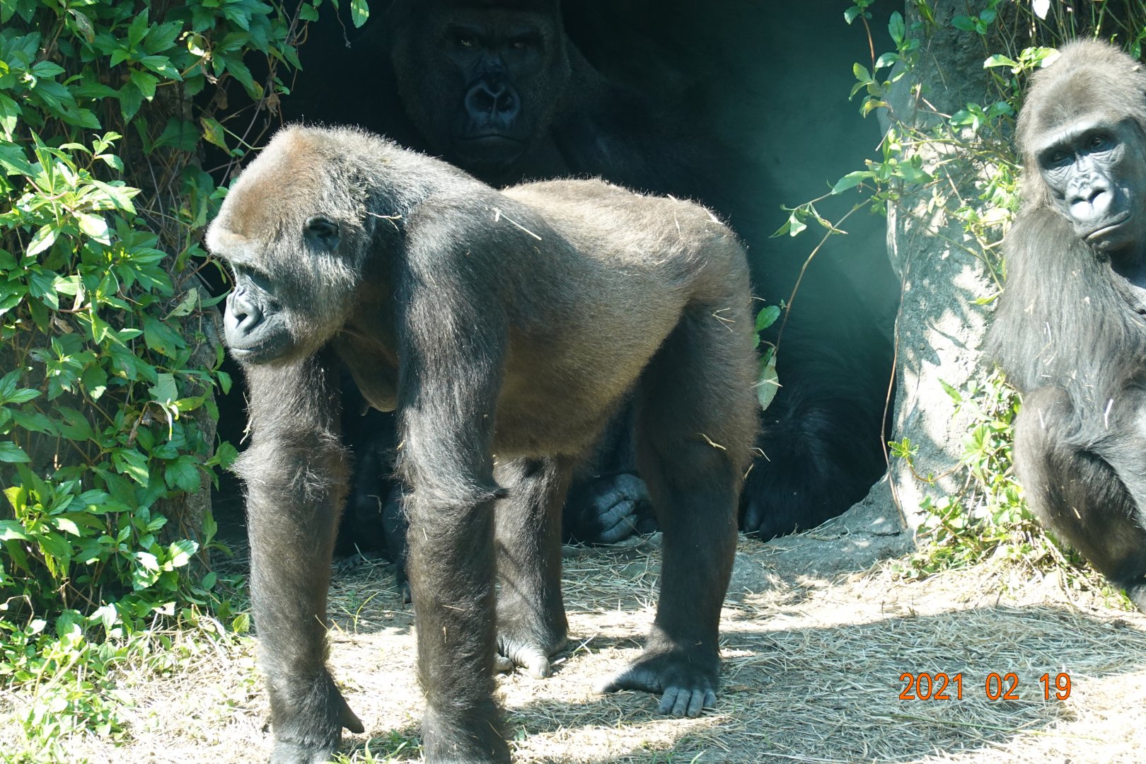 Western Lowland Gorilla (Gorilla gorilla gorilla)