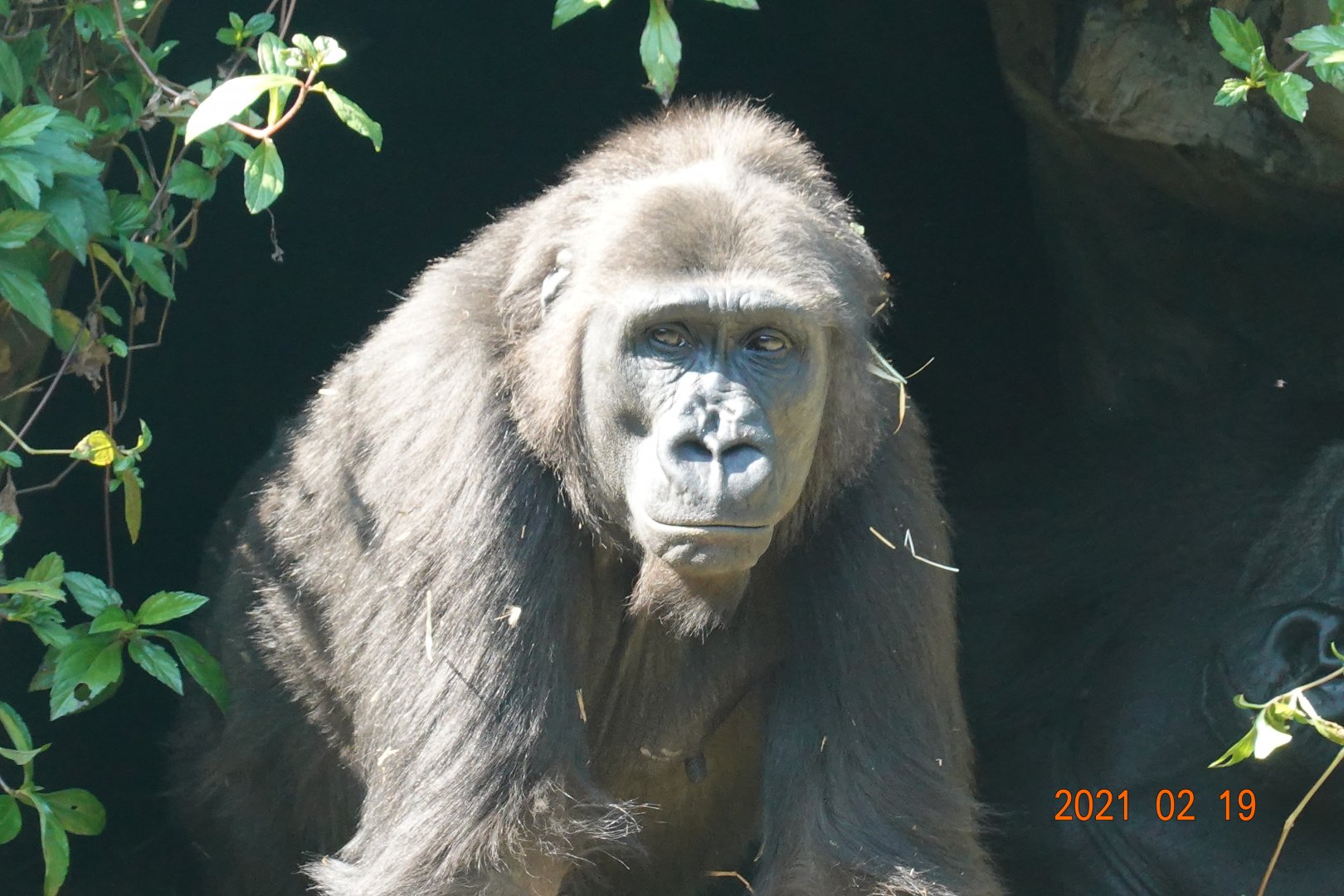 Western Lowland Gorilla (Gorilla gorilla gorilla)