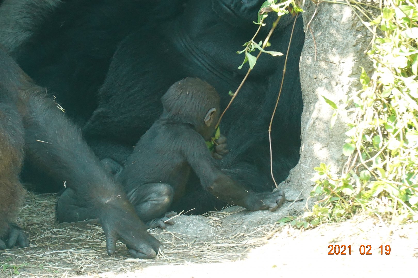 Western Lowland Gorilla (Gorilla gorilla gorilla)