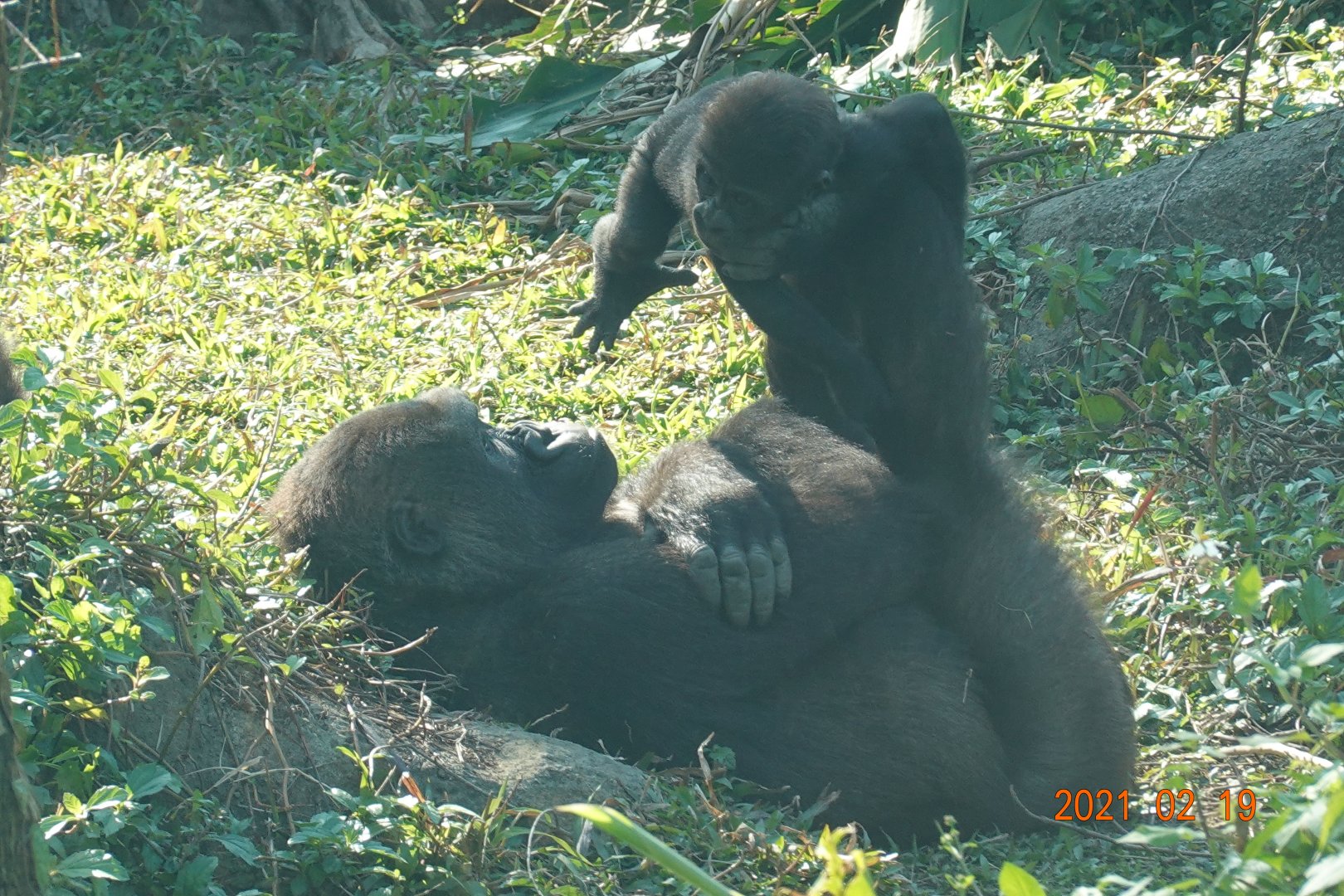 Western Lowland Gorilla (Gorilla gorilla gorilla)