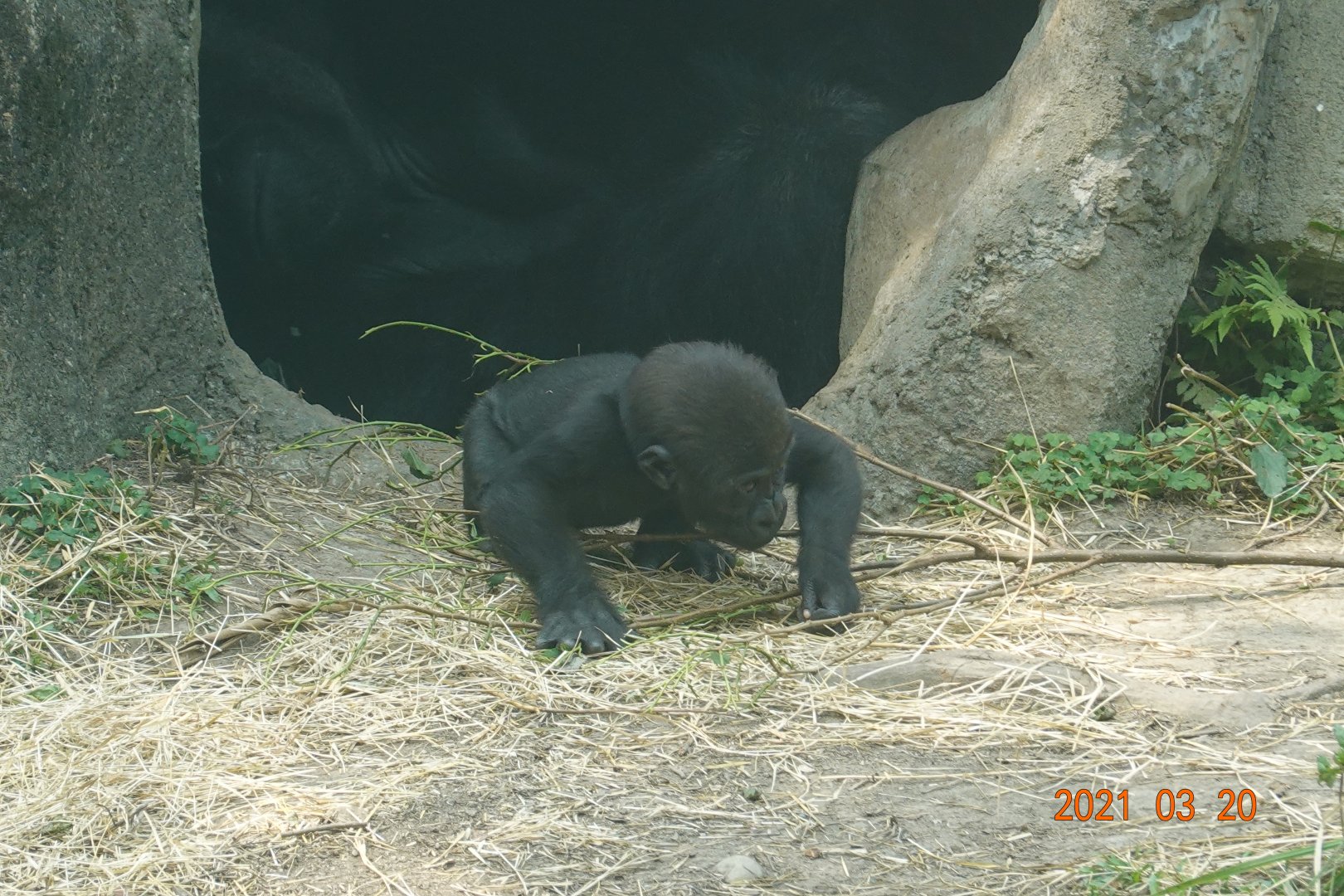 Western Lowland Gorilla (Gorilla gorilla gorilla)