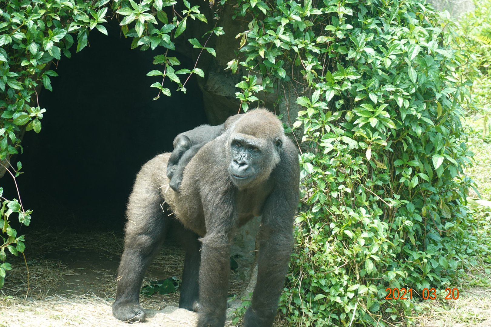Western Lowland Gorilla (Gorilla gorilla gorilla)