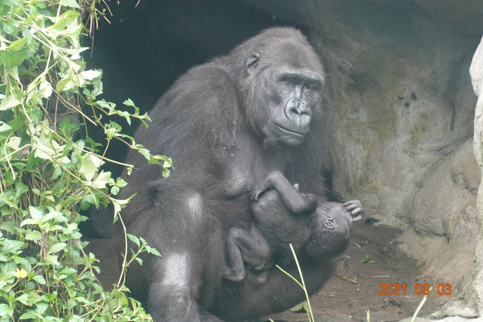 Western Lowland Gorilla (Gorilla gorilla gorilla)