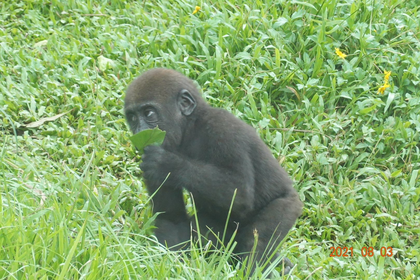 Western Lowland Gorilla (Gorilla gorilla gorilla)