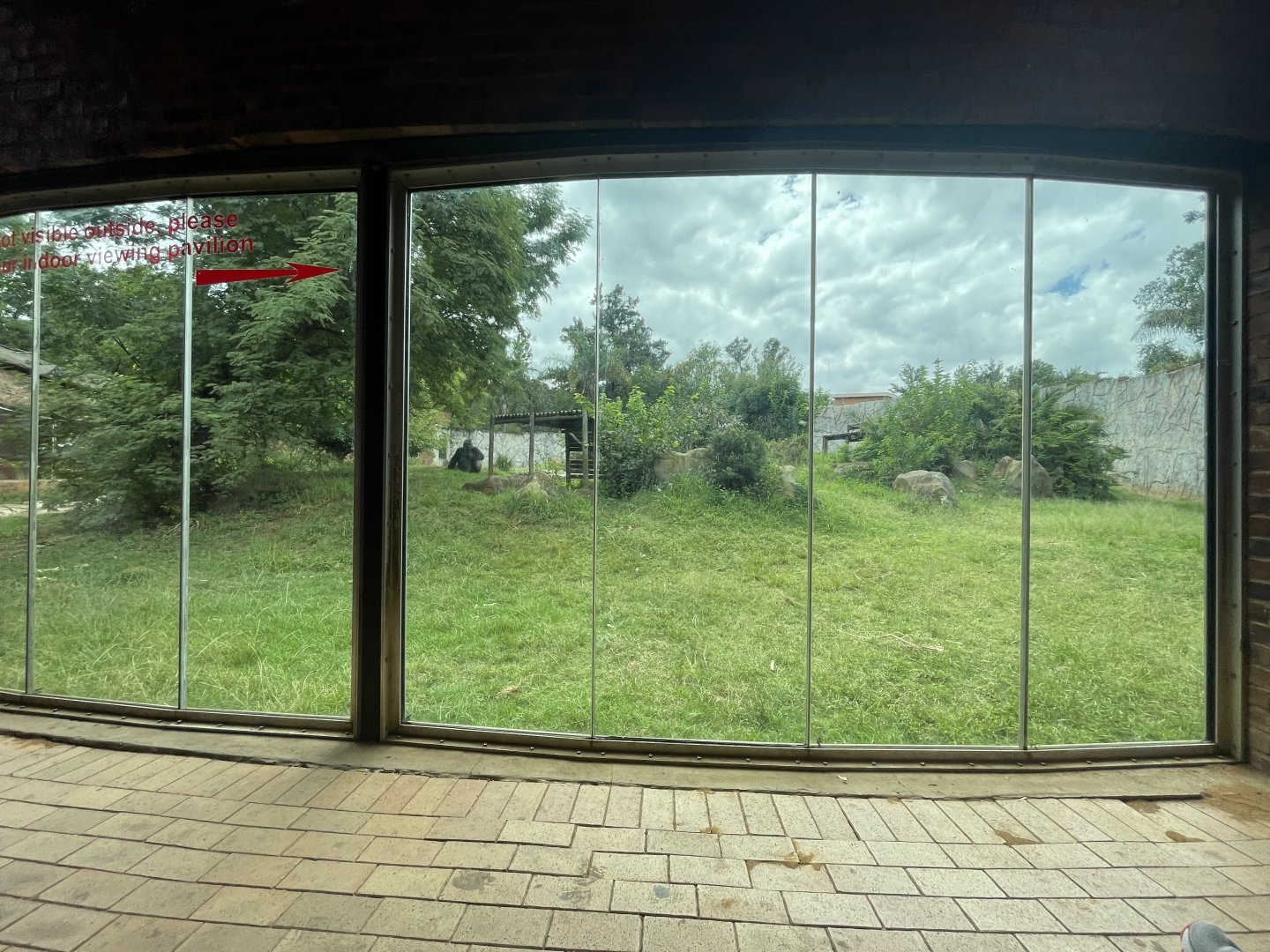 Western Lowland Gorilla (Gorilla gorilla gorilla)