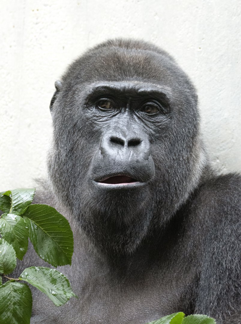 Western lowland gorilla (Gorilla gorilla gorilla)