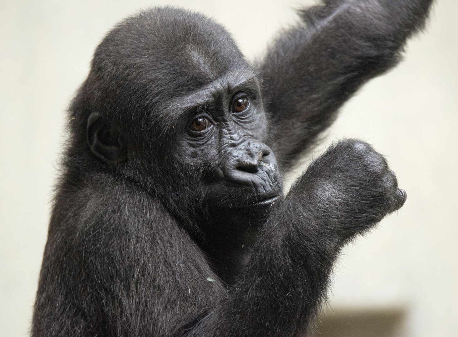 Western lowland gorilla (Gorilla gorilla gorilla)