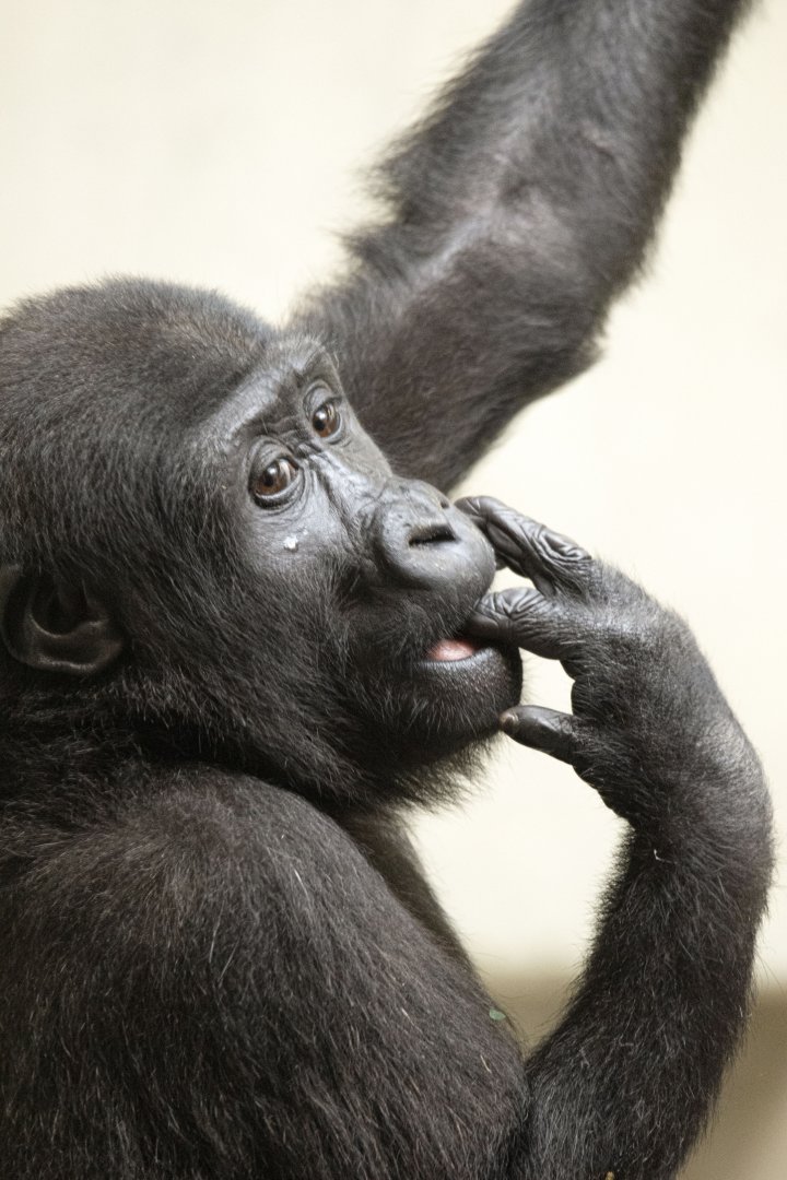 Western lowland gorilla (Gorilla gorilla gorilla)