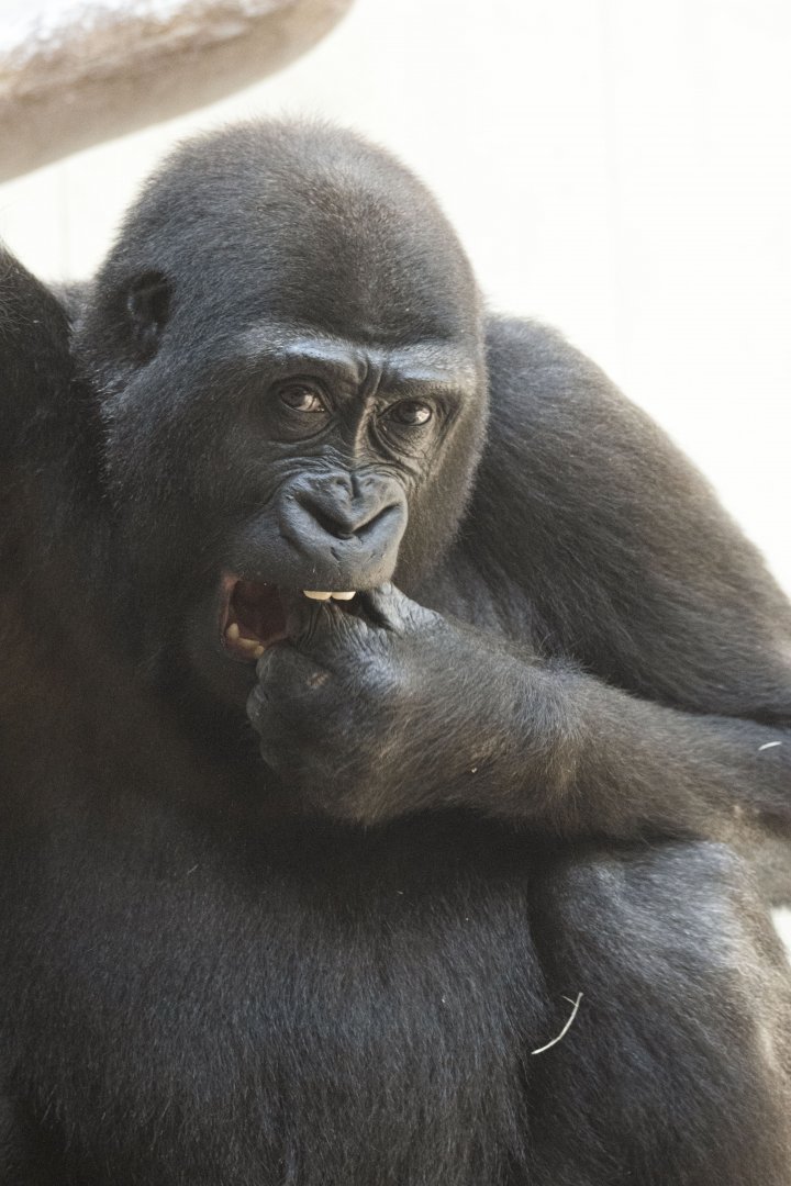 Western lowland gorilla (Gorilla gorilla gorilla)