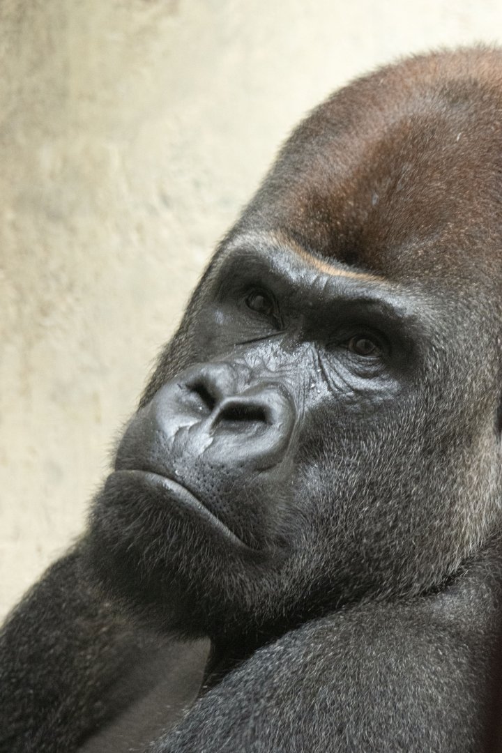 Western lowland gorilla (Gorilla gorilla gorilla)
