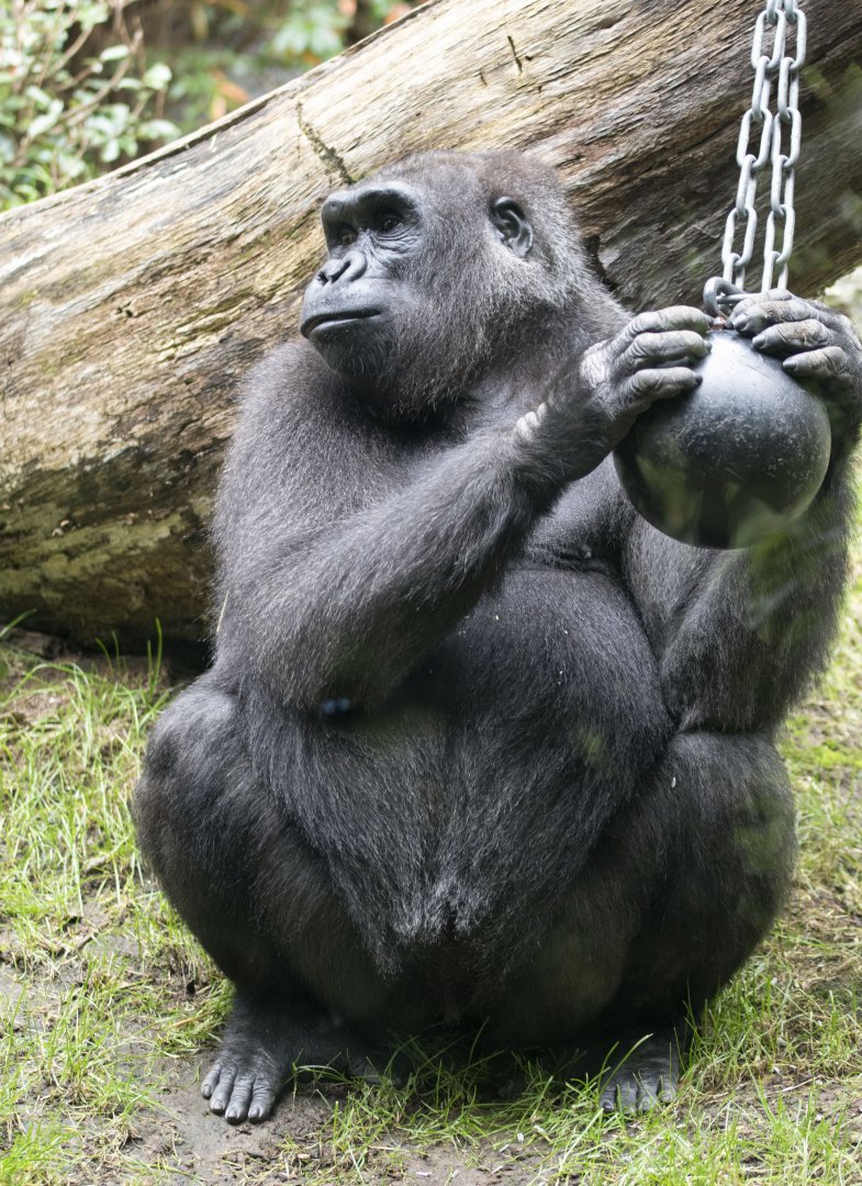 Western lowland gorilla (Gorilla gorilla gorilla)