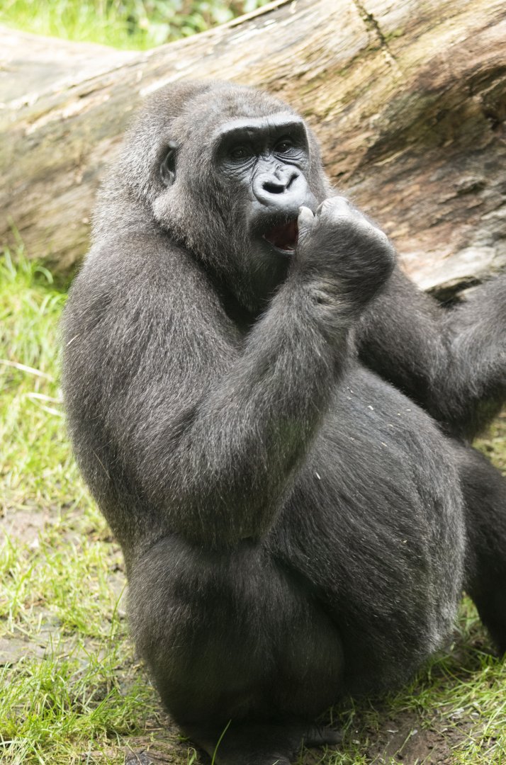 Western lowland gorilla (Gorilla gorilla gorilla)