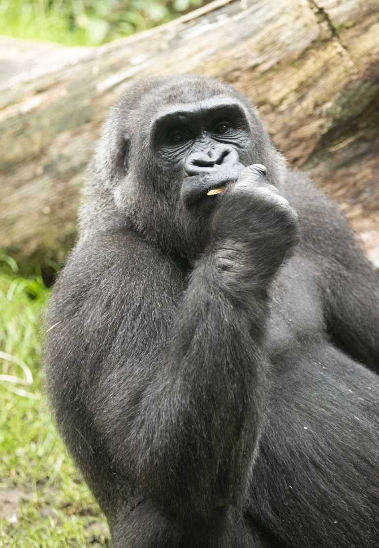 Western lowland gorilla (Gorilla gorilla gorilla)