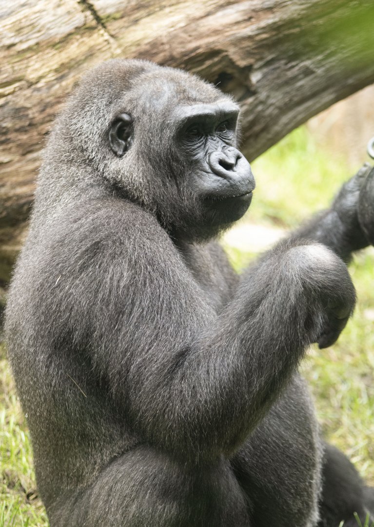 Western lowland gorilla (Gorilla gorilla gorilla)