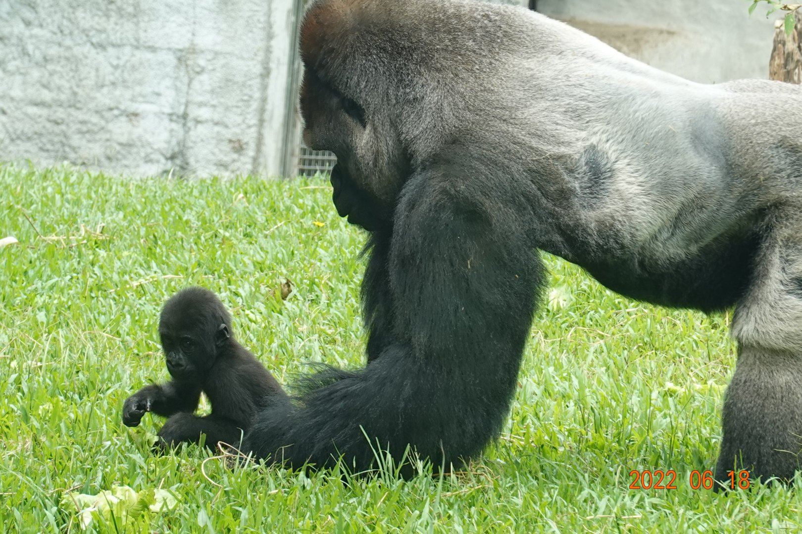 Western Lowland Gorilla (Gorilla gorilla gorilla)