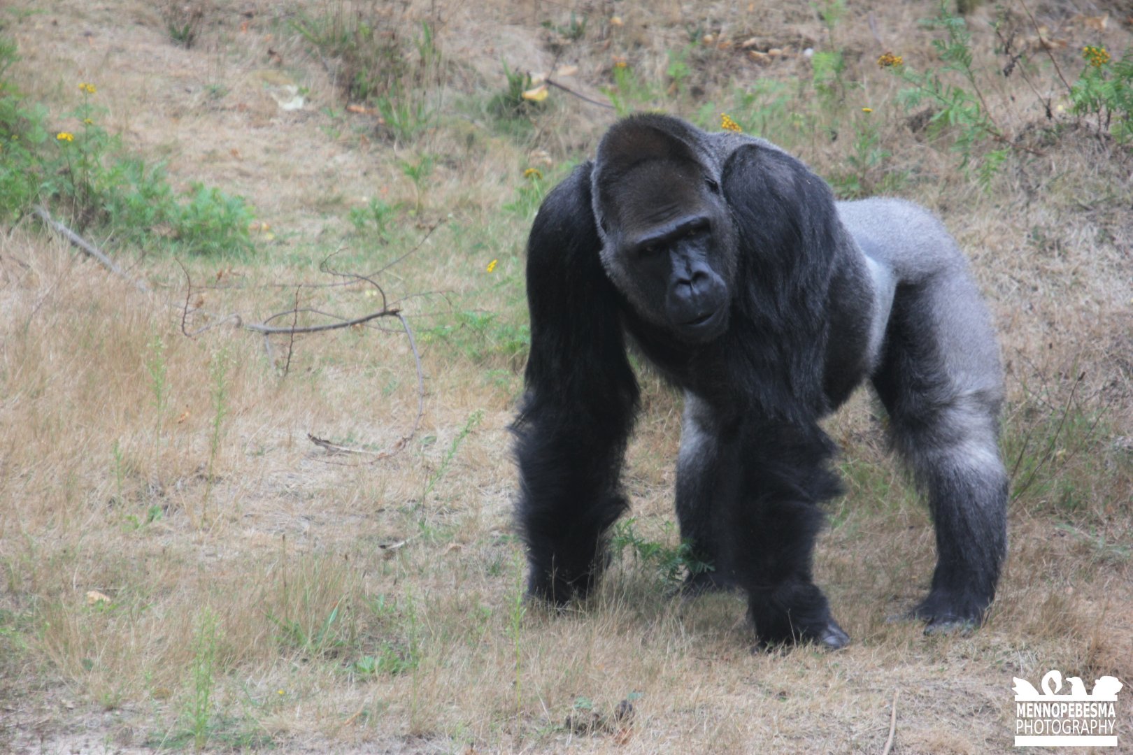 Western lowland gorilla (Gorilla gorilla gorilla)