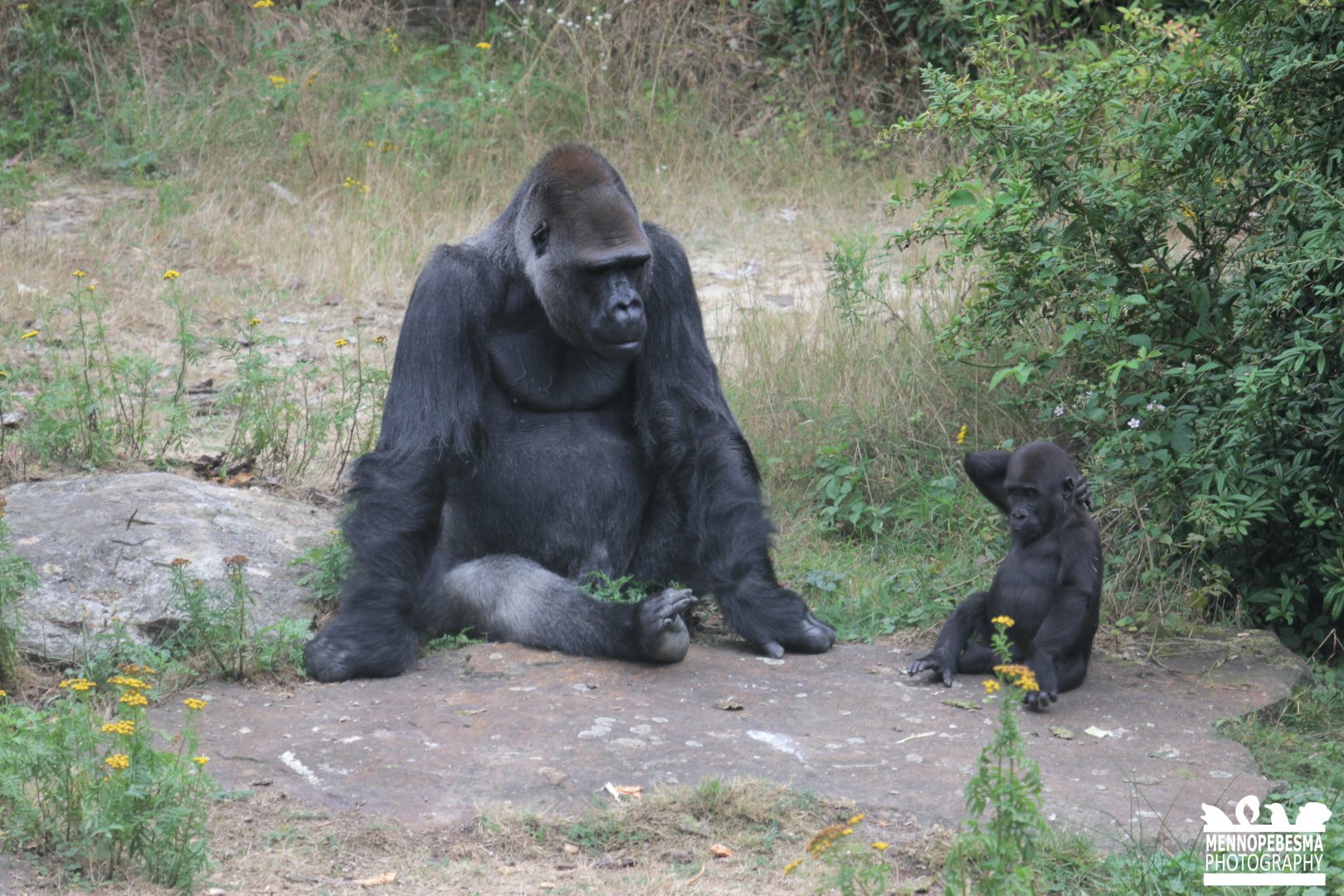 Western lowland gorilla (Gorilla gorilla gorilla)