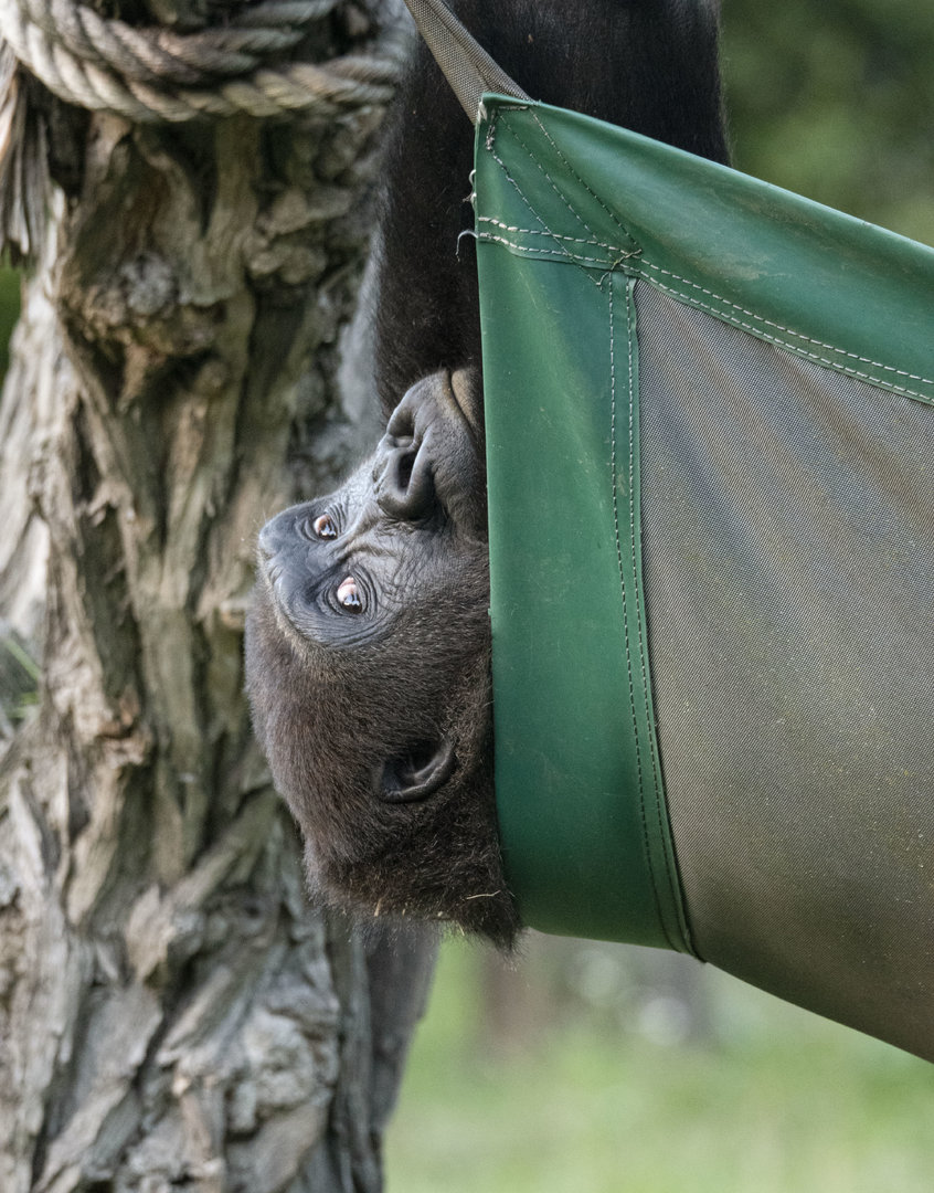 Western lowland gorilla (Gorilla gorilla gorilla)