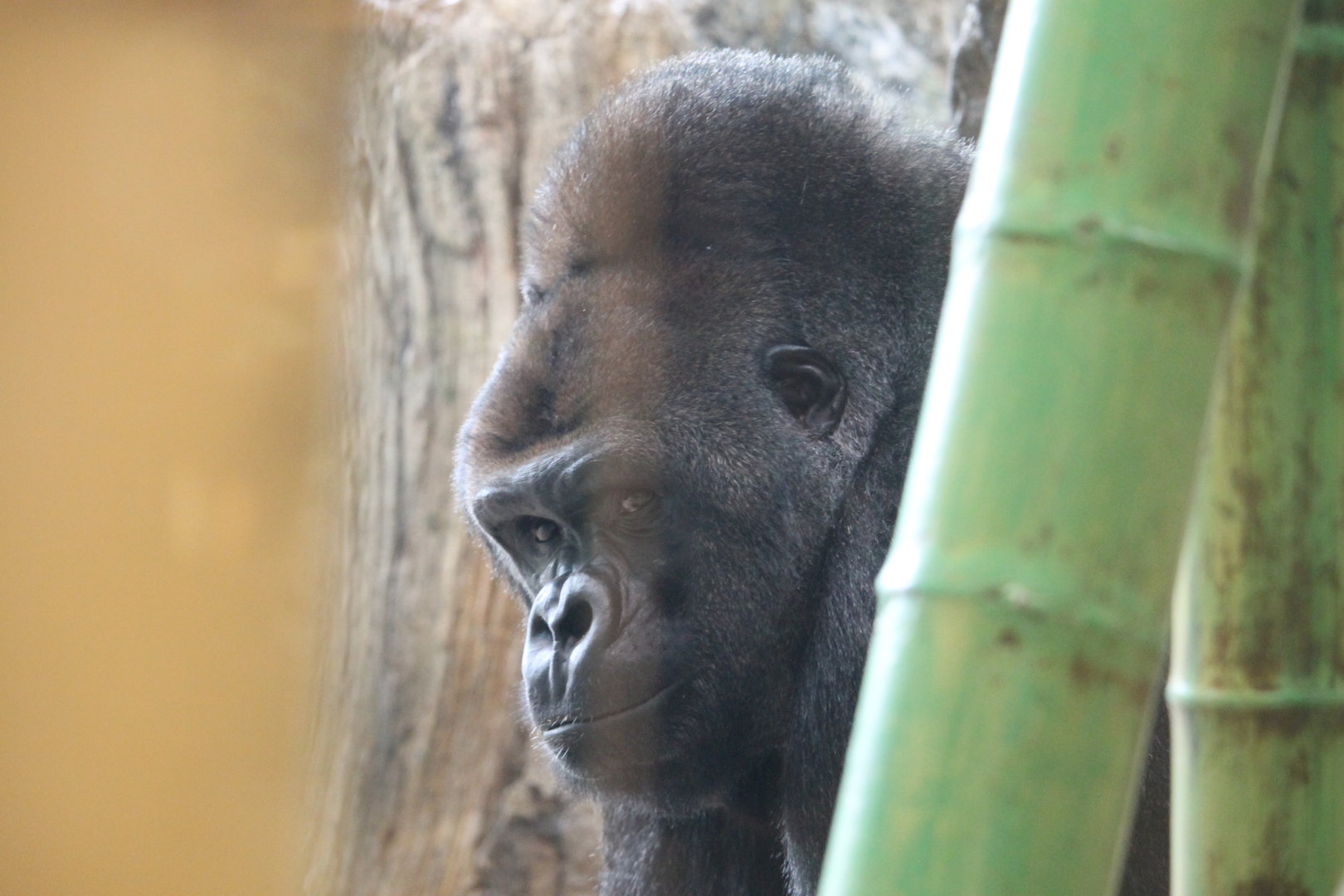 Western Lowland Gorilla (Gorilla gorilla gorilla)