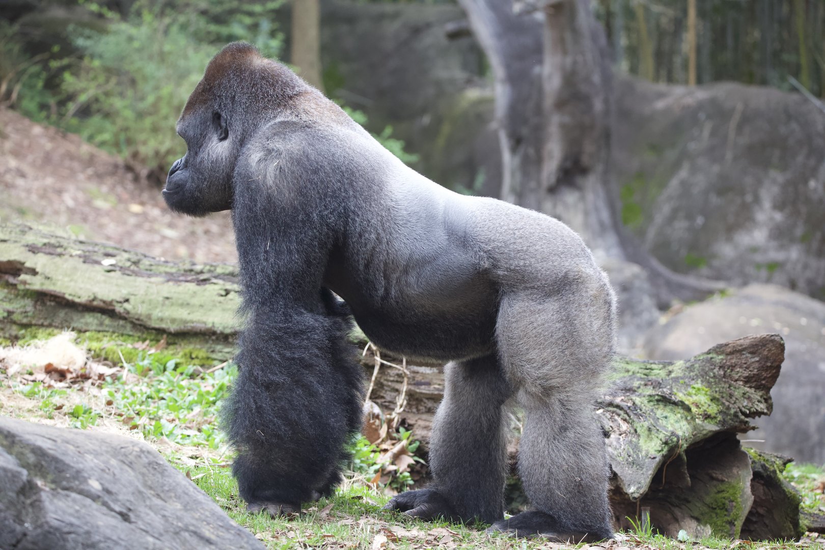 Western Lowland Gorilla/ Gorilla gorilla gorilla