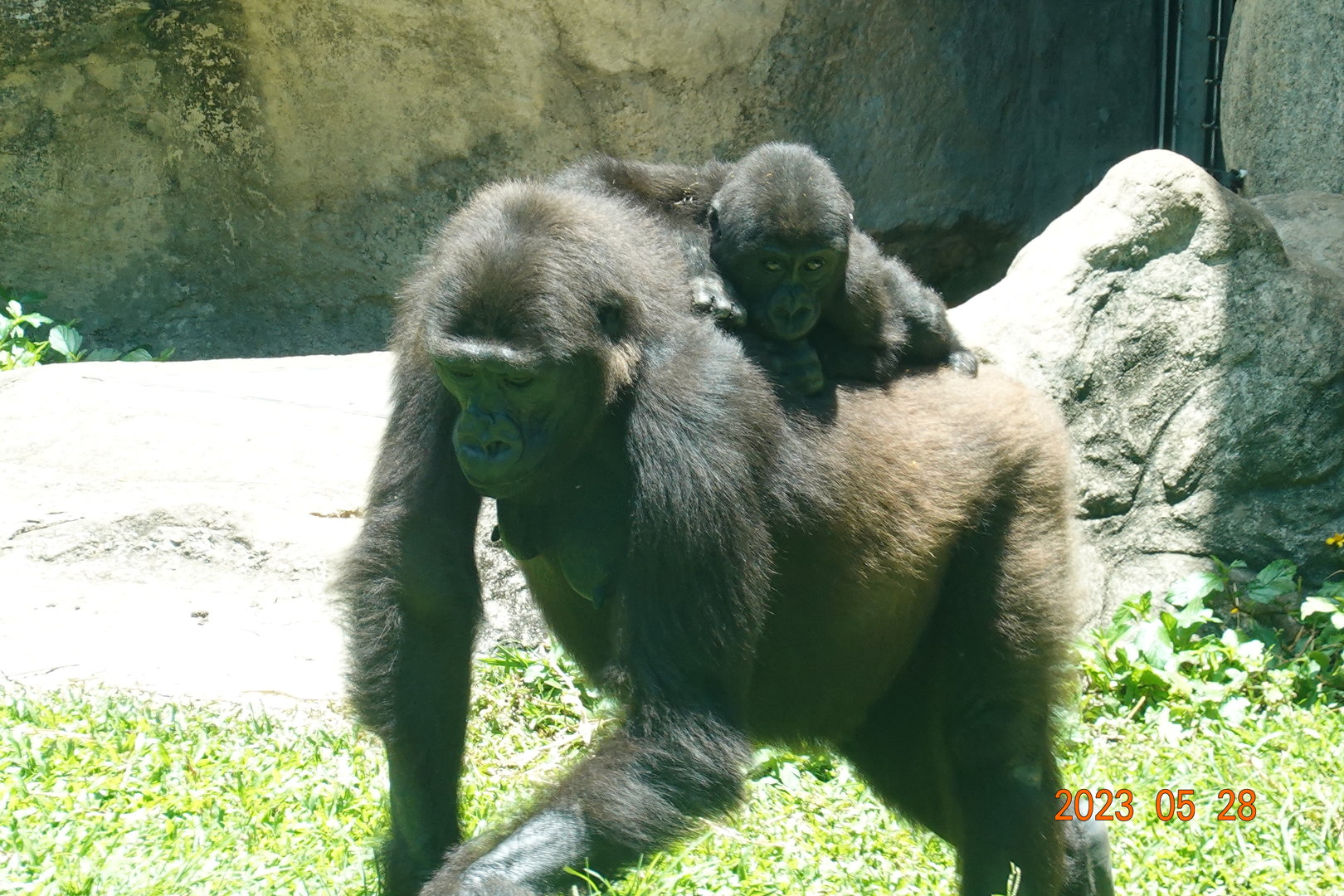 Western Lowland Gorilla (Gorilla gorilla gorilla)