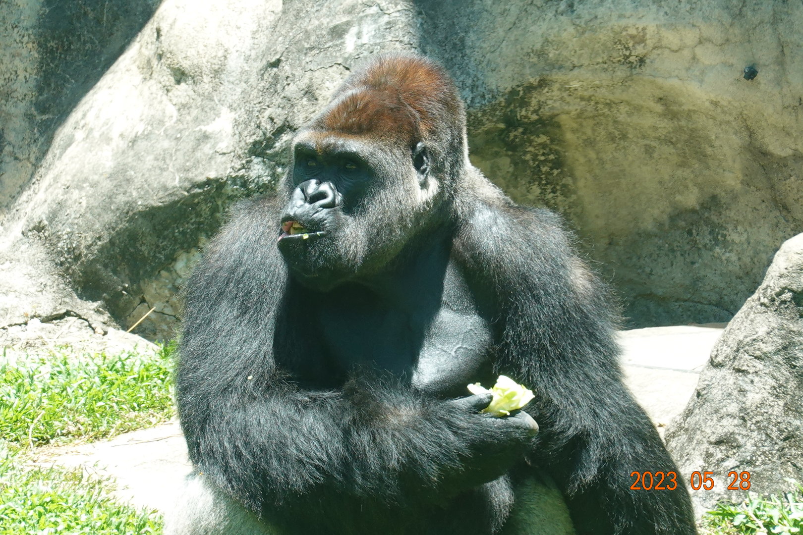 Western Lowland Gorilla (Gorilla gorilla gorilla)