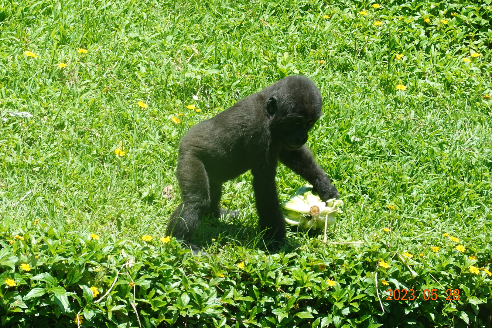 Western Lowland Gorilla (Gorilla gorilla gorilla)