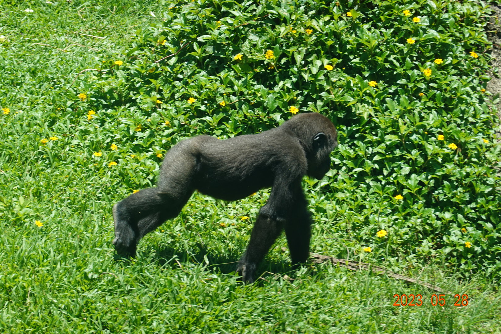 Western Lowland Gorilla (Gorilla gorilla gorilla)