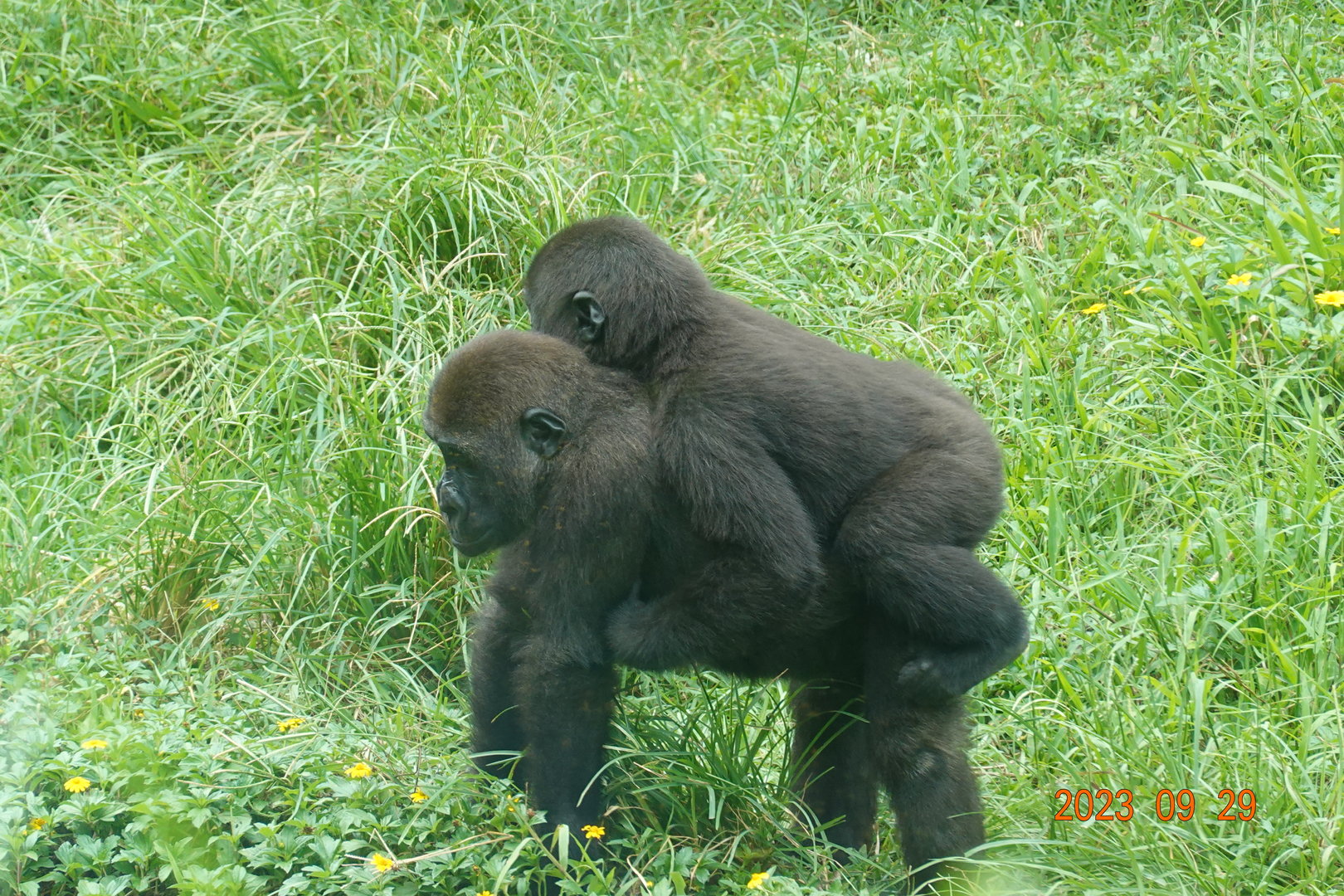 Western Lowland Gorilla (Gorilla gorilla gorilla)