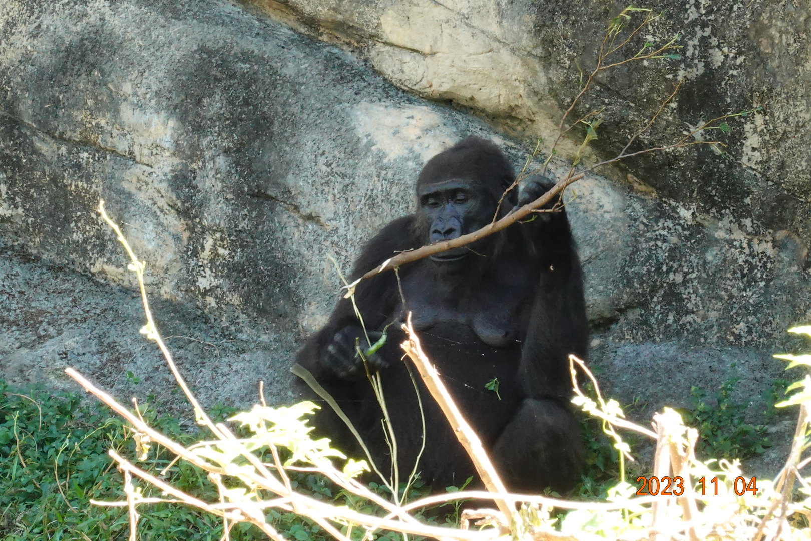 Western Lowland Gorilla (Gorilla gorilla gorilla)