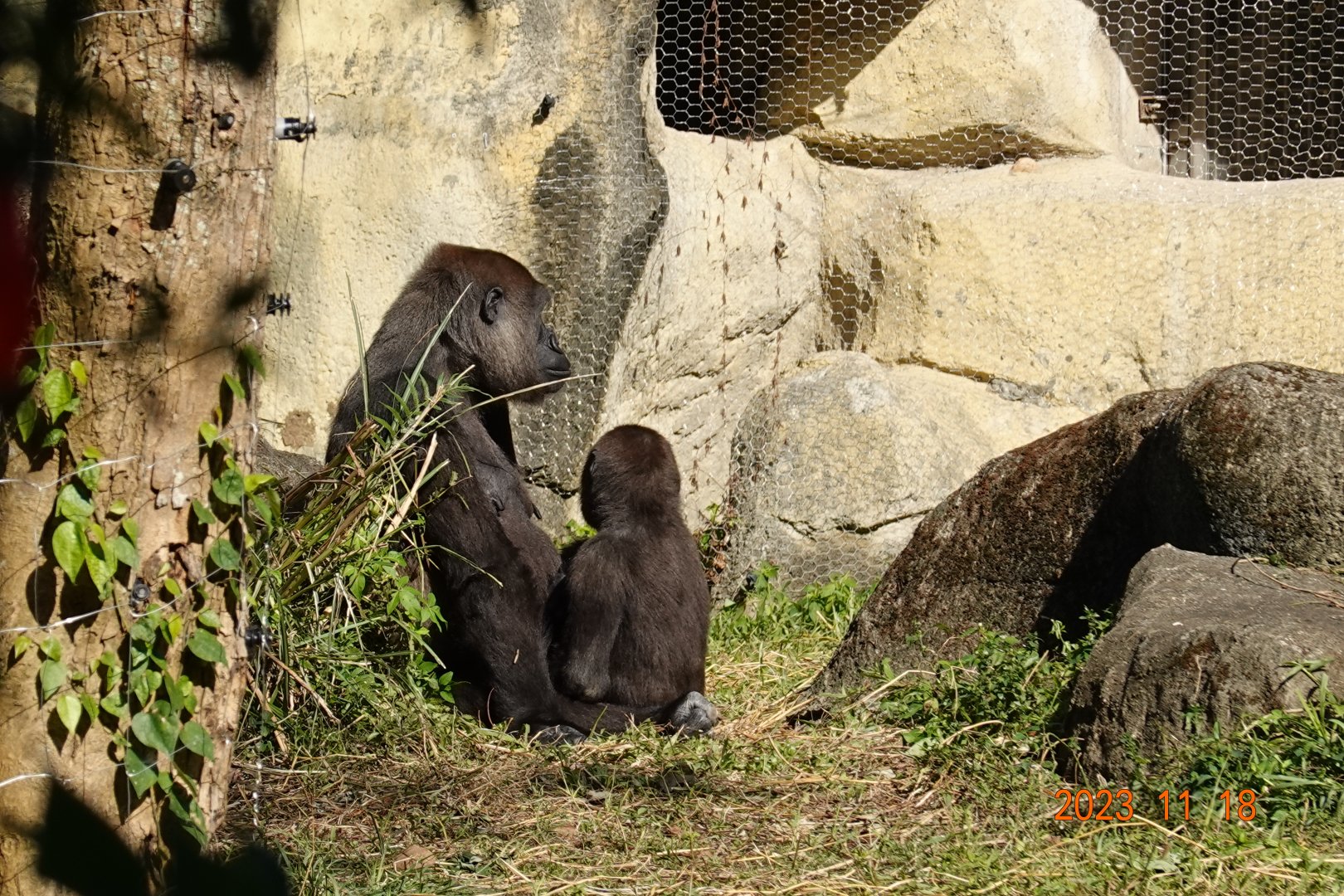 Western Lowland Gorilla (Gorilla gorilla gorilla)