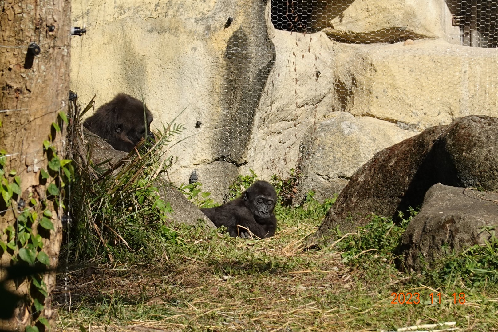 Western Lowland Gorilla (Gorilla gorilla gorilla)