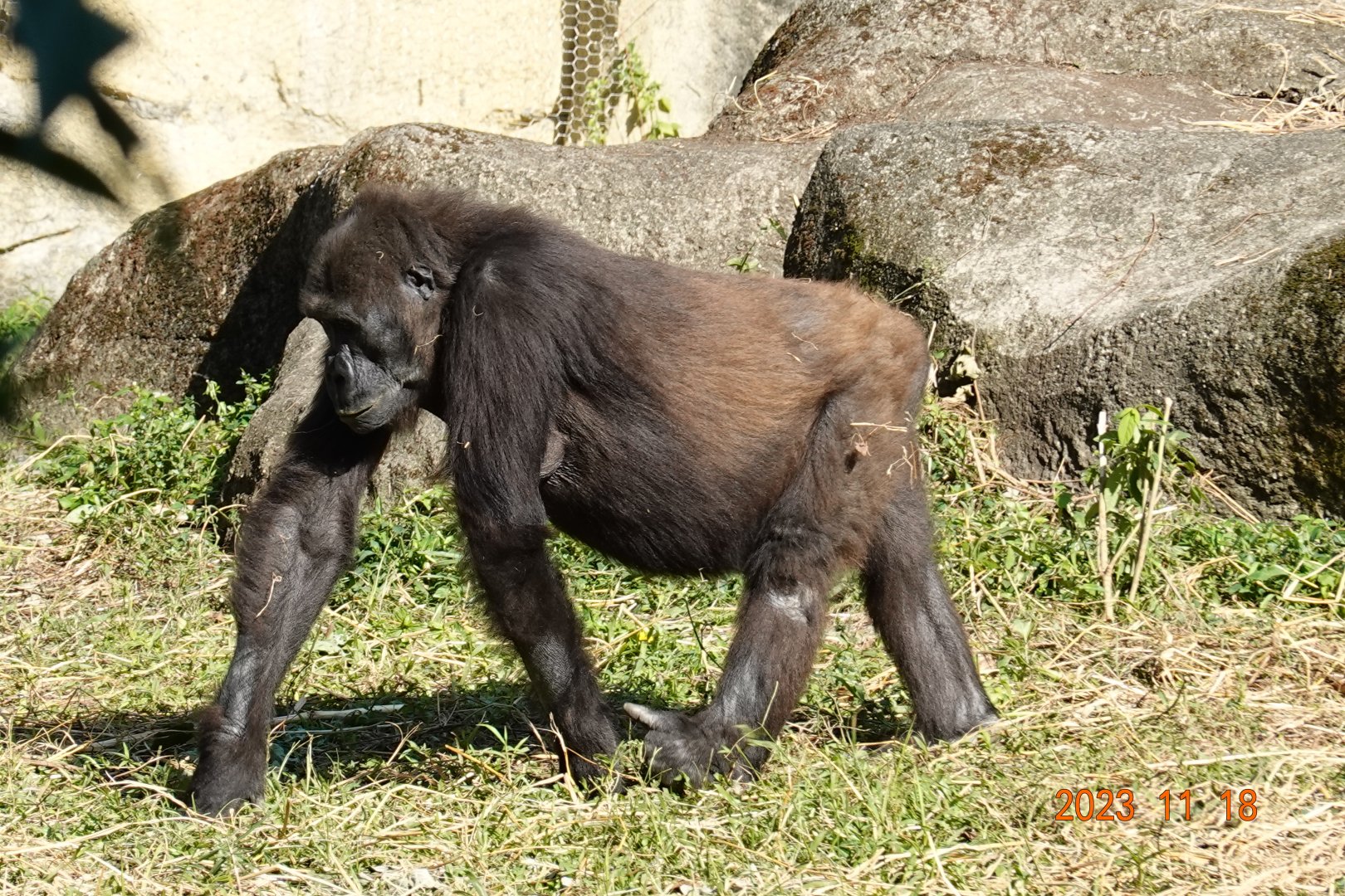 Western Lowland Gorilla (Gorilla gorilla gorilla)